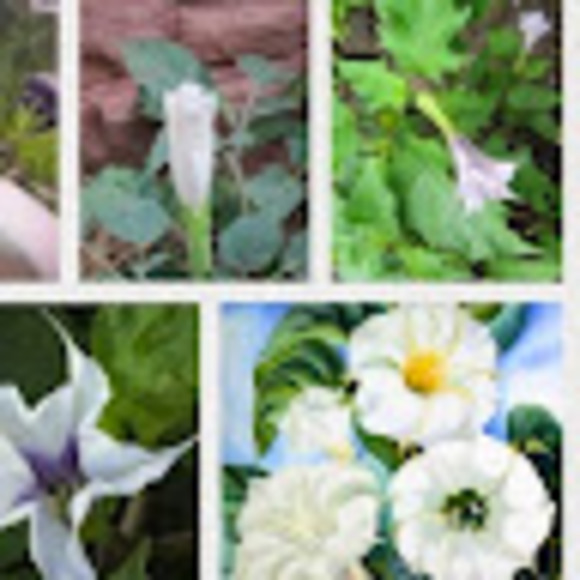 Meet your Posher, Cassidy - Picture 1 of 1